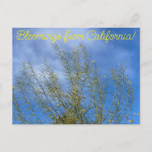 Bloomings from California: Palo Verde Postcard