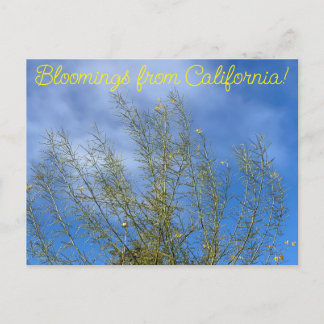 Bloomings from California: Palo Verde Postcard
