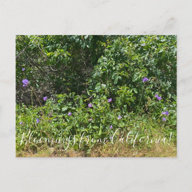 Bloomings from California! Postcard (Front)