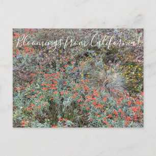 Bloomings from California: Primary Colours Postcard