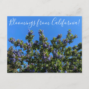 Bloomings from California: Ray Hartman Ceanothus P Postcard