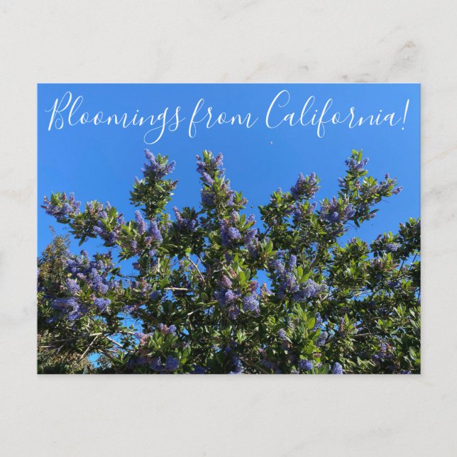 Bloomings from California: Ray Hartman Ceanothus P Postcard (Front)