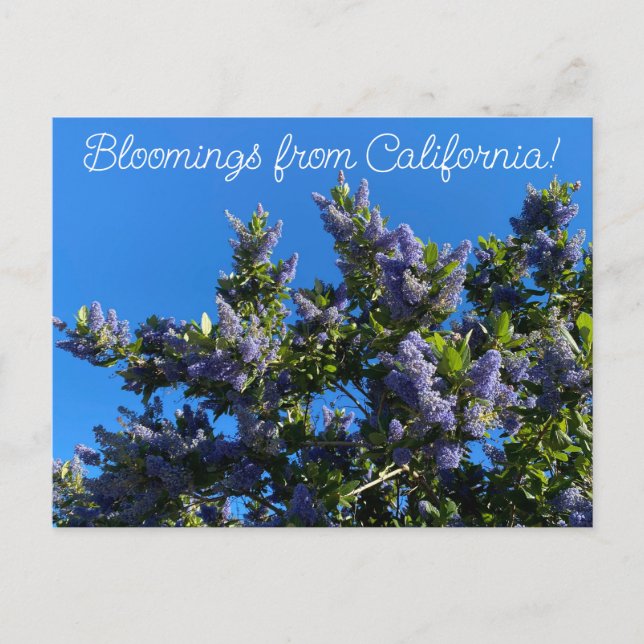 Bloomings from California: Ray Hartman Ceanothus Postcard (Front)