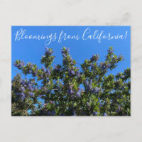Bloomings from California: Ray Hartman Ceanothus