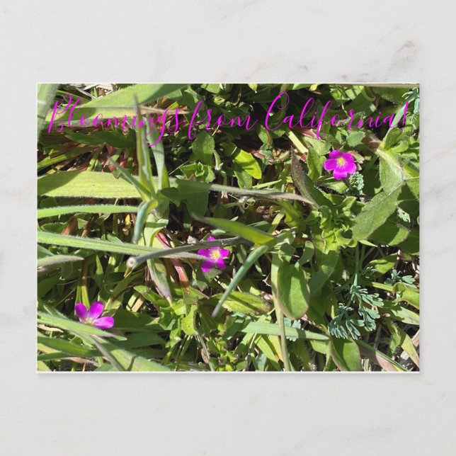 Bloomings from California!: Red Maids Postcard (Front)