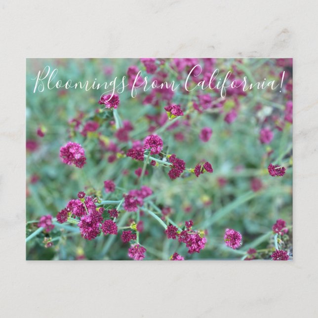 Bloomings from California: Redflower Buckwheat Pos Postcard (Front)