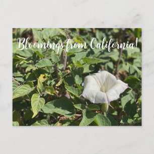 Bloomings from California: Sacred Datura Postcard