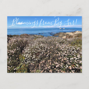 Bloomings from California: Sand Aster Postcard