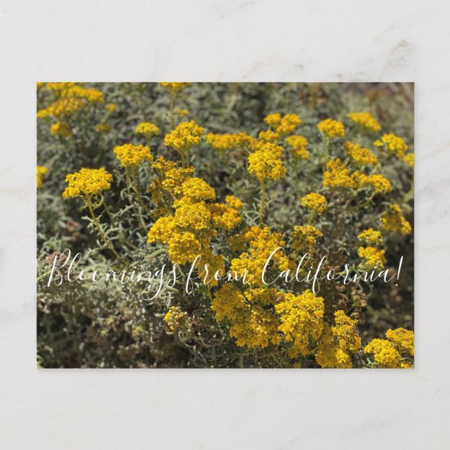 Bloomings from California: Seaside Sunflower Postcard (Front)