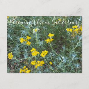 Bloomings from California: Seaside Sunflower Postcard