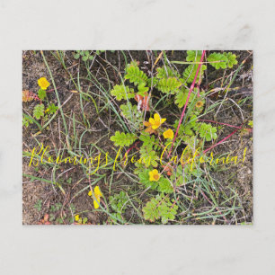 Bloomings from California: Silverweed Postcard