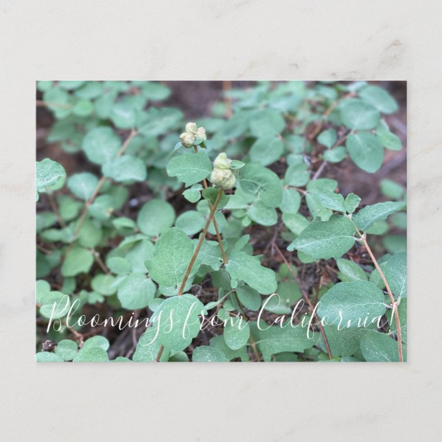 Bloomings from California: Snowberry Postcard (Front)