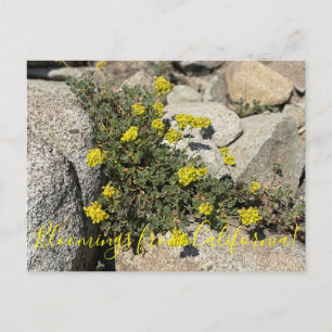 Bloomings from California: Sulphur Buckwheat Post Postcard