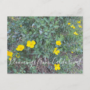 Bloomings from California: Tree Poppy Postcard