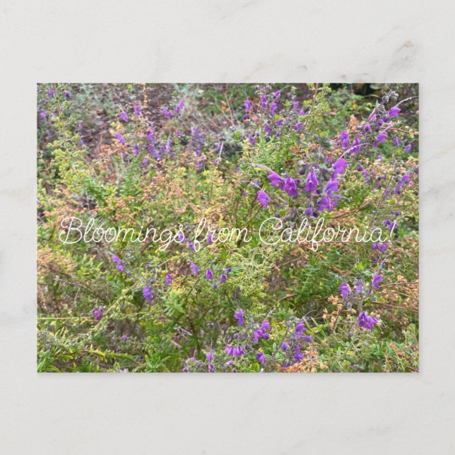 Bloomings from California: Trichostema lanatum Postcard (Front)