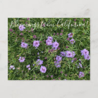 Bloomings from California: Verbena lilacina