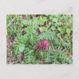 Bloomings from California: Warrior's Plume Postcard