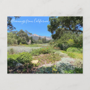 Bloomings from California: Western Columbine Postcard