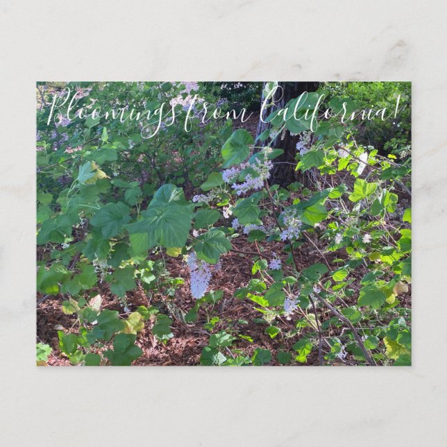 Bloomings from California: White Flowering Currant Postcard (Front)