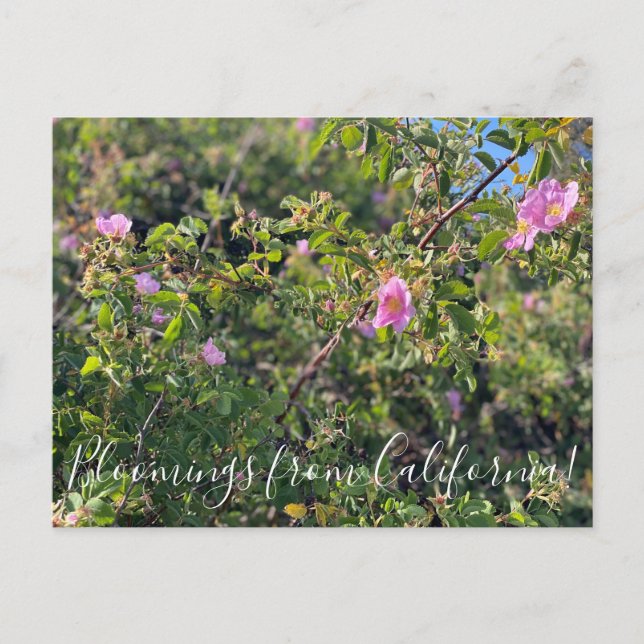 Bloomings from California: Wild Rose Postcard (Front)