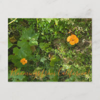 Bloomings from California: Wind Poppies