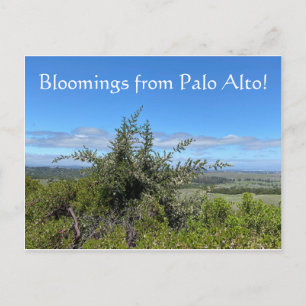 Bloomings from Palo Alto! Postcard