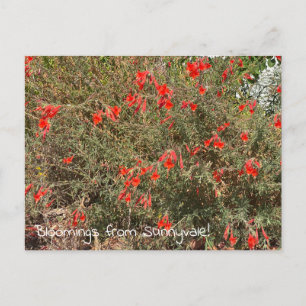 Bloomings from Sunnyvale: California Fuchsia Postcard
