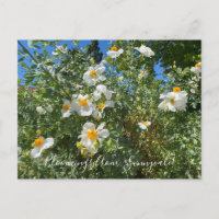 Bloomings from Sunnyvale: Matilija Poppy