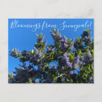 Bloomings from Sunnyvale: Ray Hartman Ceanothus Po