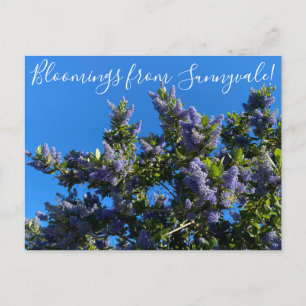 Bloomings from Sunnyvale: Ray Hartman Ceanothus Po Postcard