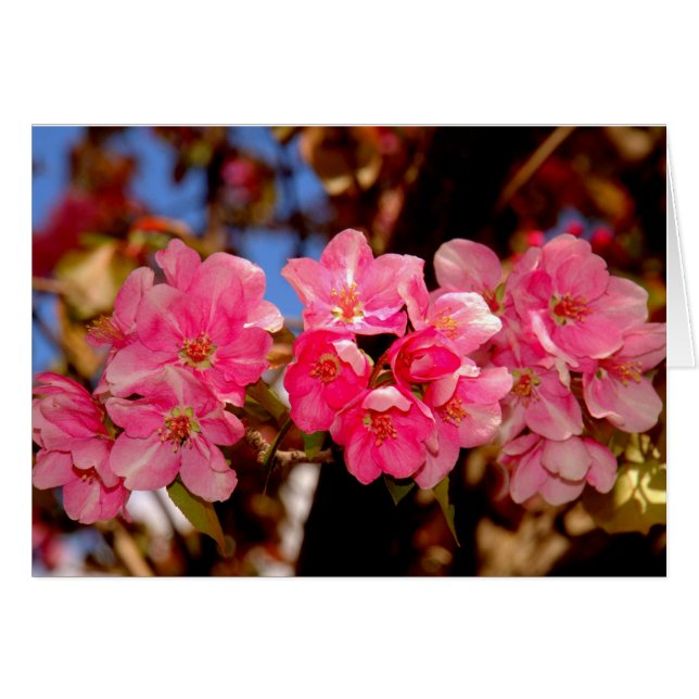 Blooms (Front Horizontal)