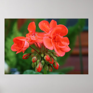 Blooms and Buds Poster