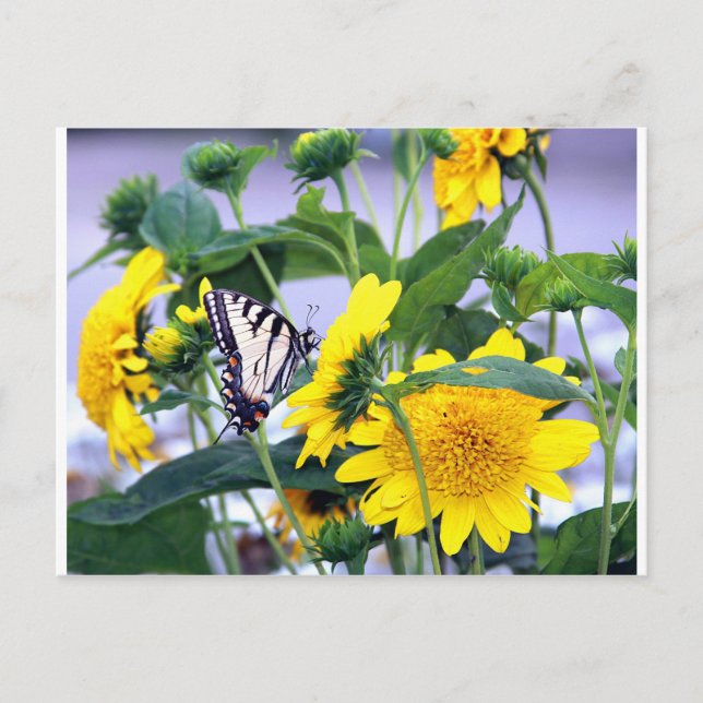 Blooms and Butterflies - Swallow Tail Postcard (Front)
