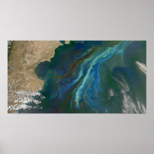 Blooms in Ocean by Patagonia Poster