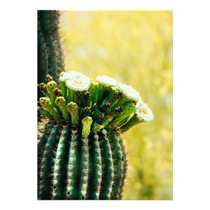 Blooms of a Saguaro Photo Print