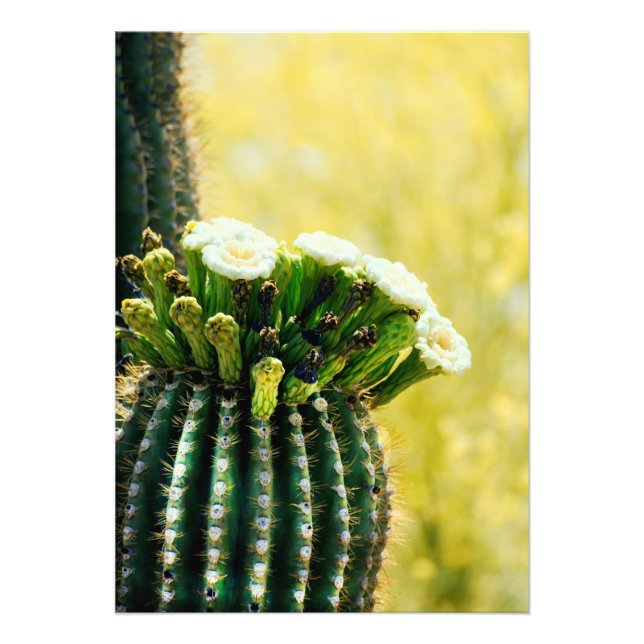 Blooms of a Saguaro Photo Print (Front)