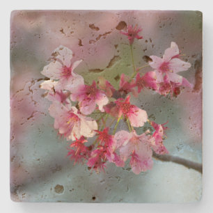 Blooms of cherry blossoms stone coaster