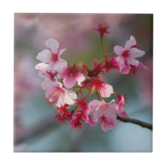 Blooms of cherry blossoms  tile (Front)