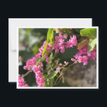 Blooms & Stings Postcard<br><div class="desc">Beautiful blooms</div>