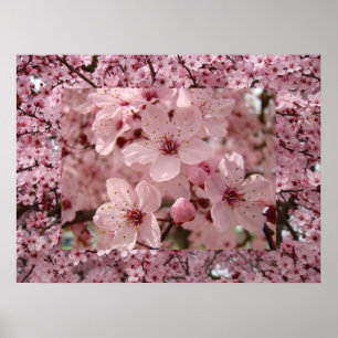 Blossom Art Pink Spring Tree Blossoms Prints