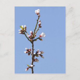 Blossom Branch Postcard