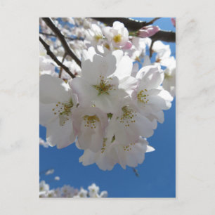 Blossom Bundle Postcard
