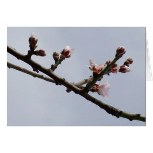 Blossom Card