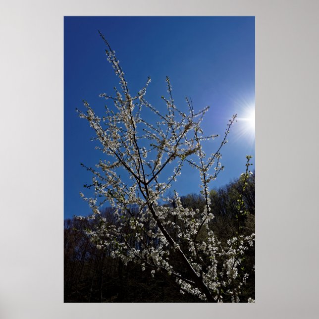 Blossom cherry poster (Front)