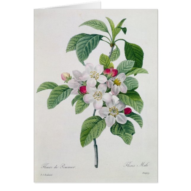 Blossom, from 'Les Choix des Plus Belles (Front)