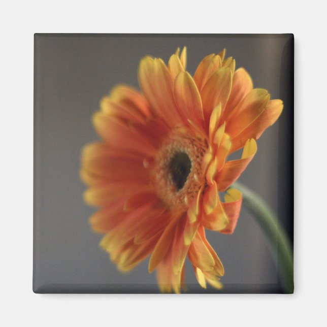 Blossom Magnet (Front)