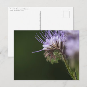 Blossom Nature Photo Postcard