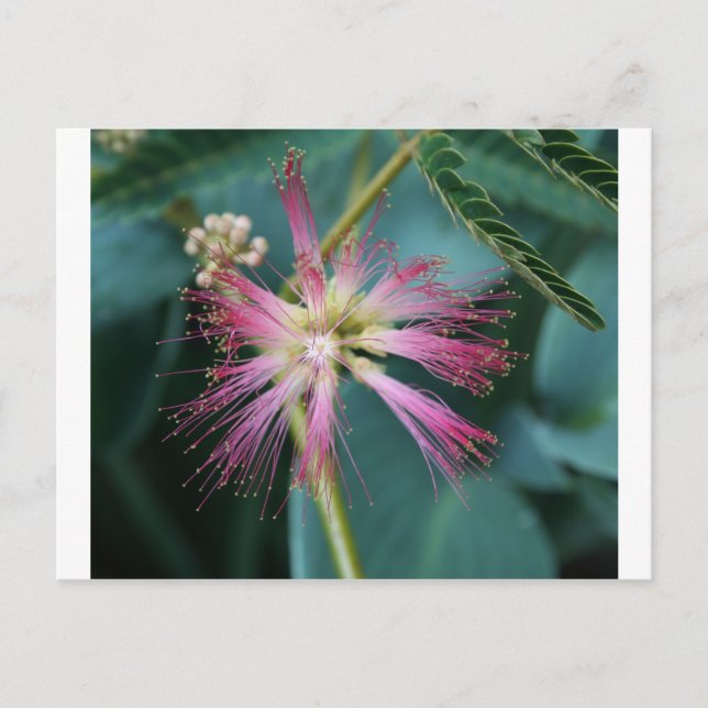 Blossom of Pink Mimosa Postcard (Front)