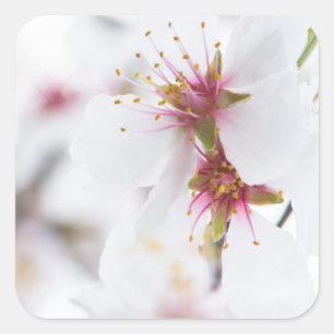 Blossom of the almond tree square sticker