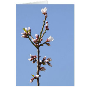 Blossom Photography Card